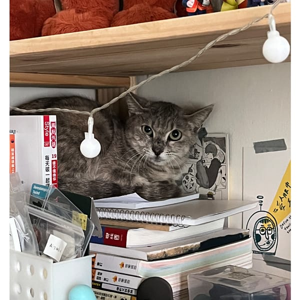 【急尋】混種貓 - 高雄市苓雅區英明路284巷32-4號5樓 (灰虎斑色)