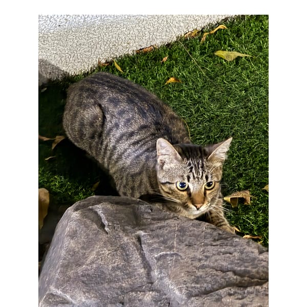 【急尋】混種貓 - 臺中市南區工學北路126號 (虎斑貓)