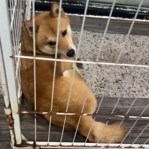 【急尋】柴犬 - 新竹市東區民享街57號 (橘黃色)