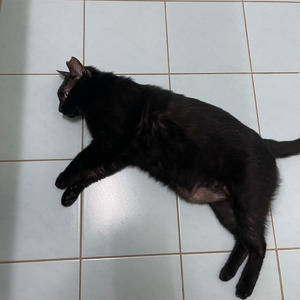 【急尋】混種貓 - 臺中市東區玉皇街80巷11號 (黑)