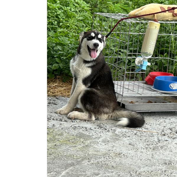 【急尋】哈士奇(西伯利亞雪橇犬) - 雲林縣石榴路 (黑白色)