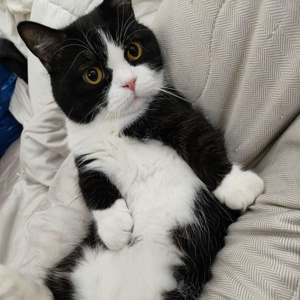 【急尋】曼赤肯貓 - 苗栗縣頭份市中華路487巷 (黑白)