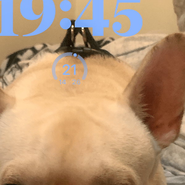 【急尋】法國鬥牛犬 - 新北市三重區福德北路六巷二號一樓 (奶白色)