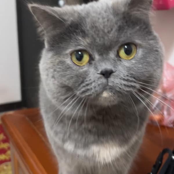 【急尋】英國短毛貓 - 高雄市鳳山區花園街48號 (灰黑色)