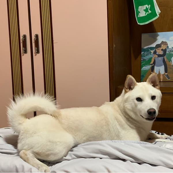 【急尋】柴犬 - 新北市三重區水樣路一段 (白色)