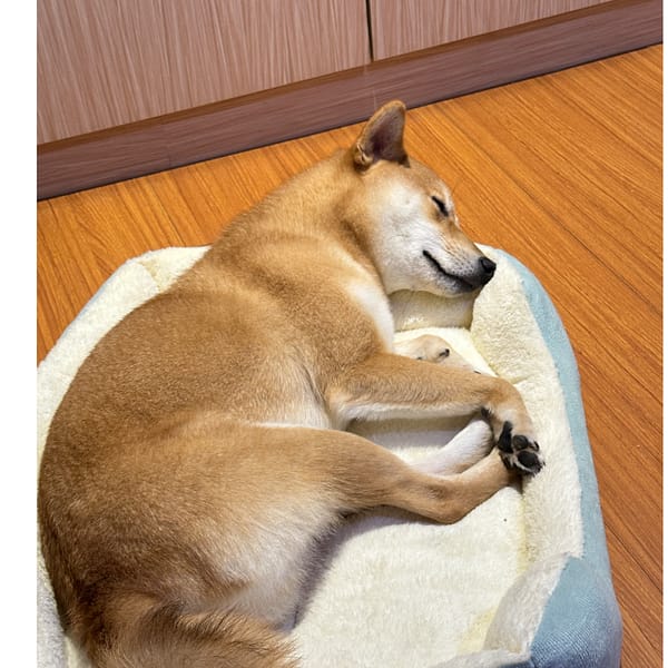 【急尋】柴犬 - 雲林縣四湖鄉中正路頂湖巷39號 (黃色、腹部臉部有白色，柴犬的顏色)