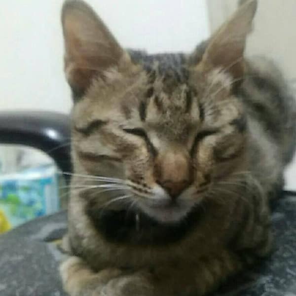 【急尋】混種貓 - 臺中市太平區 (虎斑 項圈黑色 有個小鈴鐺 跟骷髏頭圖樣)