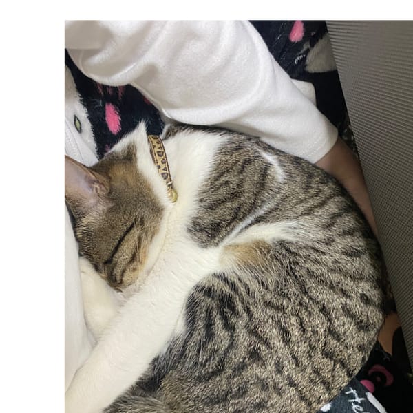 【急尋】混種貓 - 新竹縣芎林鄉芎林村文昌街199巷13號 (虎斑（灰白）豹紋項圈、下巴到肚子都是白的)