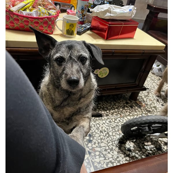 【急尋】混種犬 - 彰化縣溪湖鎮員鹿路四段 (黑+米白)