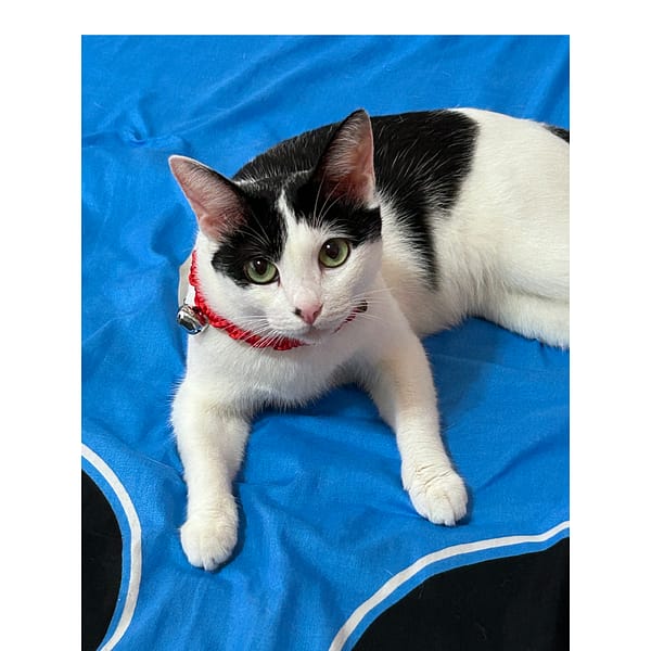 【急尋】混種貓 - 桃園市龍潭區干城路387巷19號 (黑白色 )