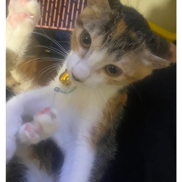 【急尋】混種貓 - 雲林縣虎尾鎮惠來里163號 (三花貓)