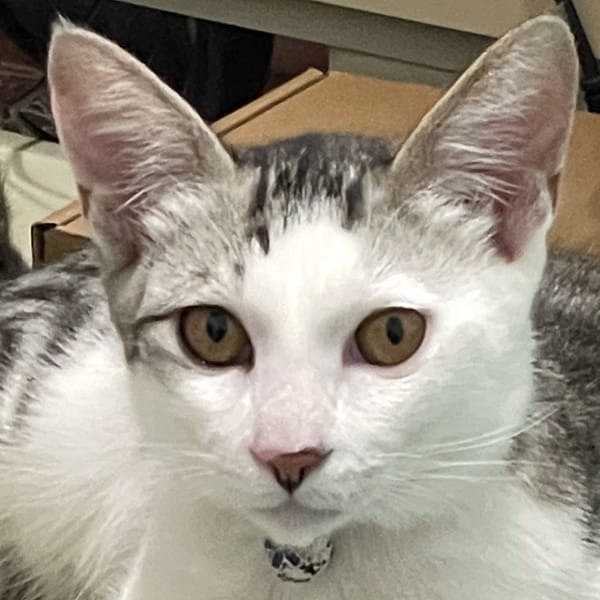 【急尋】混種貓 - 臺中市大里區塗城路121巷54弄7號 (白底灰虎斑)