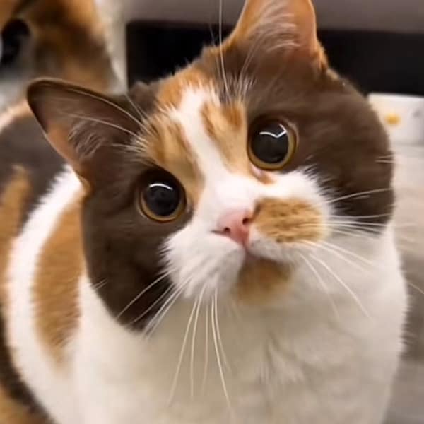 【急尋】混種貓 - 高雄市苓雅區憲政路 (白咖黑三色)