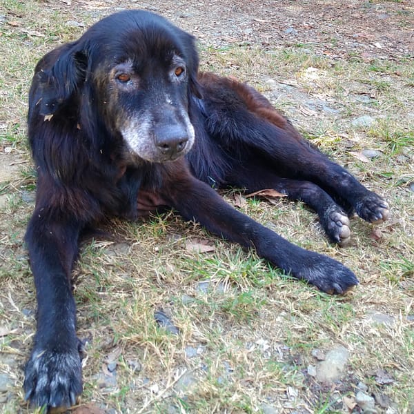 【急尋】混種犬 - 南投縣名間鄉竹圍村出林虎路一段370巷1號 (黑色)