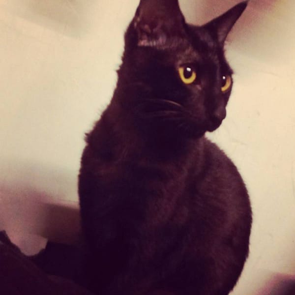 【急尋】混種貓 - 苗栗縣頭份市力行街周遭 建國國小附近 (純黑色米克斯)