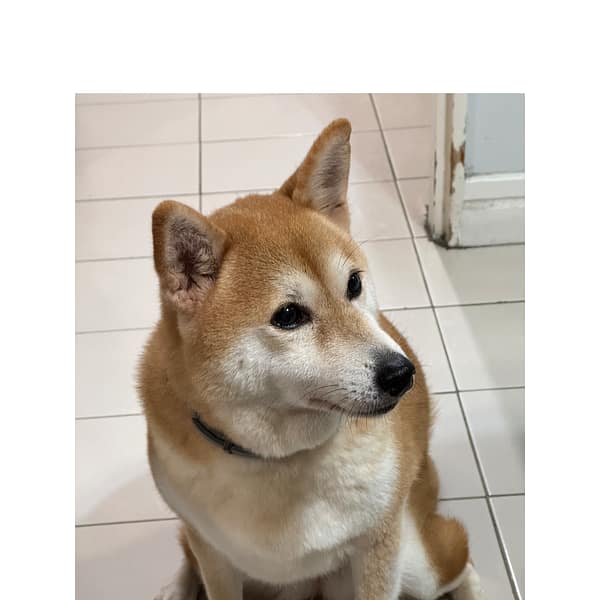 【急尋】柴犬 - 屏東縣內埔鄉老埤村環山路566巷42弄7號 (淡棕色)