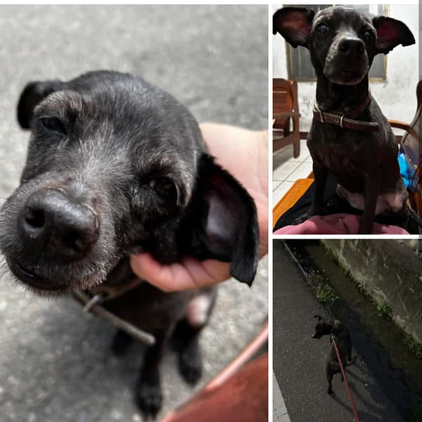 【急尋】混種犬 - 臺中市大雅區昌平路三段596巷45弄10號 (黑色)