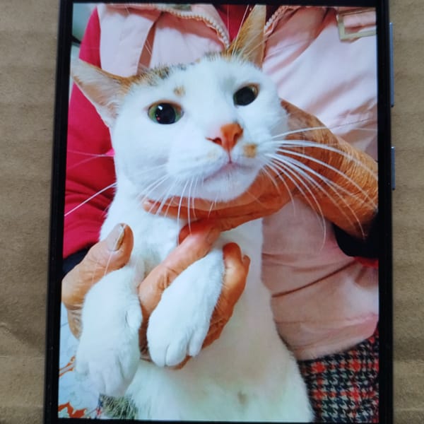 【急尋】混種貓 - 新竹縣竹東鎮杞林路139號 (白色)