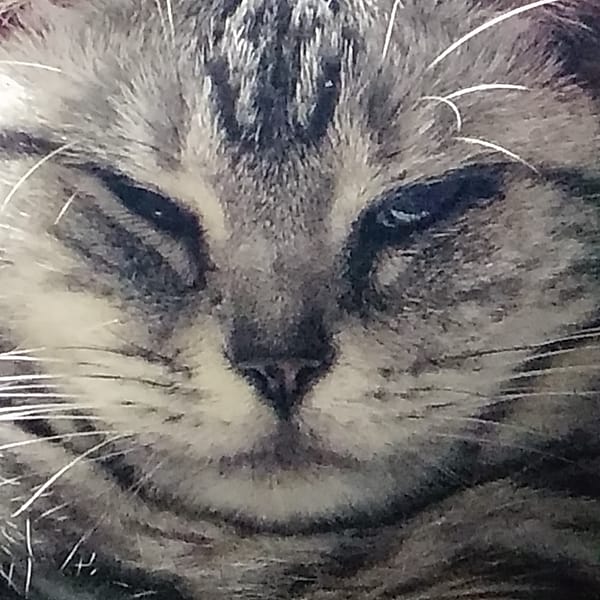 【急尋】美國短毛貓 - 臺中市西屯區至善路101巷28號3樓之5 (黑白灰混色)