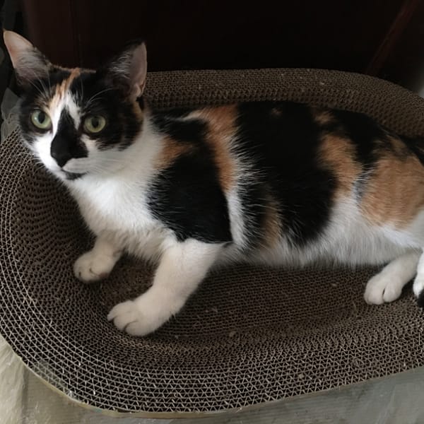 【急尋】混種貓 - 宜蘭縣壯圍鄉美城村美功路二段148號 (三花)