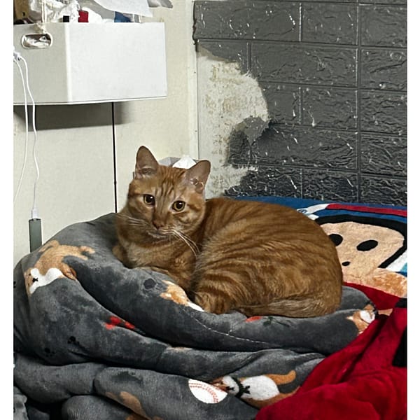 【急尋】混種貓 - 宜蘭縣蘇澳鎮大同路157號 (橘色)