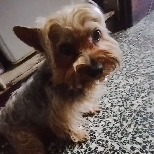 【急尋】約克夏 - 桃園市桃園區中山路632號 (黑背金色)