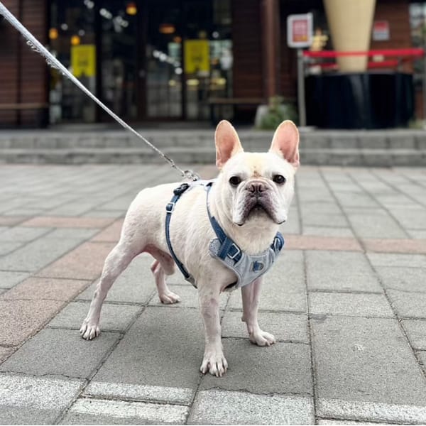 【急尋】法國鬥牛犬 - 彰化縣溪湖鎮華中一街46號 (米色)