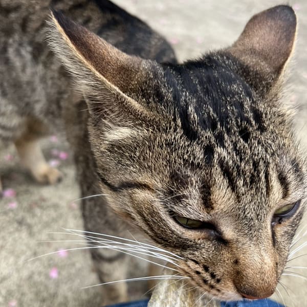 【急尋】混種貓 - 花蓮縣萬榮鄉紅葉村7鄰137號 (虎斑)