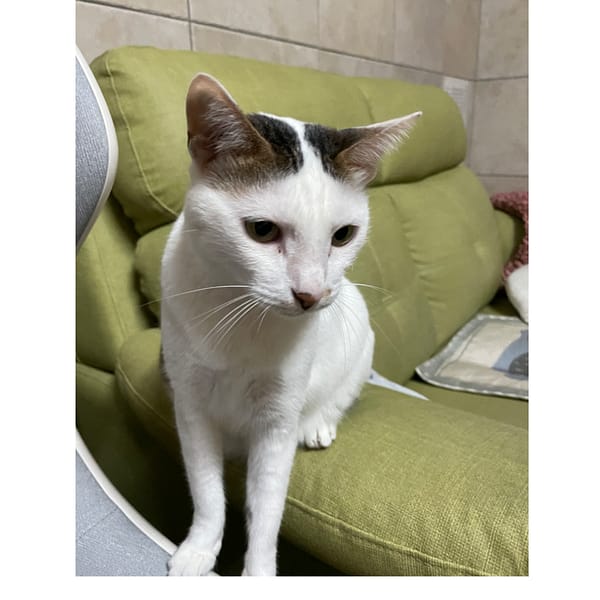 【急尋】混種貓 - 澎湖縣湖西鄉湖西村100-11號 (白色)