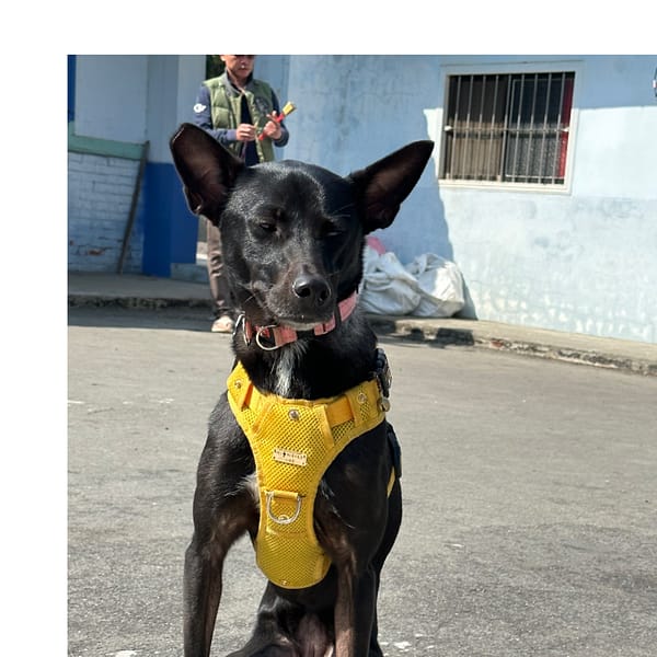 【急尋】混種犬 - 新北市樹林區238新北市樹林區備內街300號 (黑色 胸口跟四肢有一點點白毛)