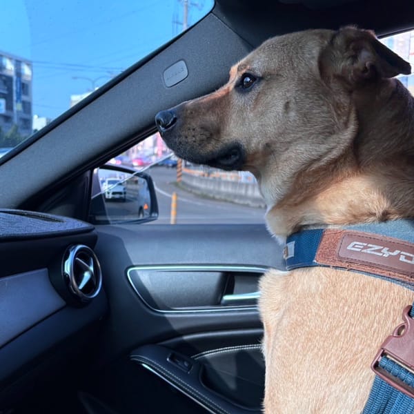 【急尋】混種犬 - 苗栗縣三灣鄉北埔村10鄰54號 (黃色土狗顏色)