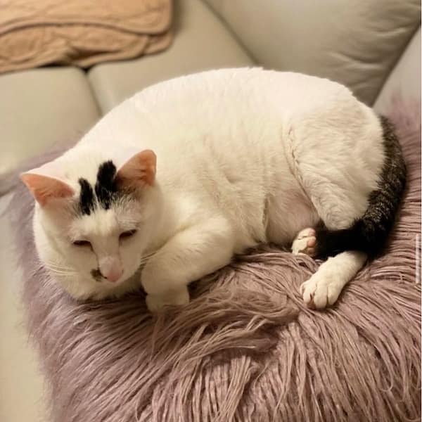 【急尋】混種貓 - 新北市中和區興南路二段231巷附近 (黑白)