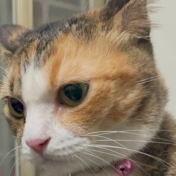 【急尋】混種貓 - 臺中市大雅區台中市大雅區六寶公園 (虎斑貓)