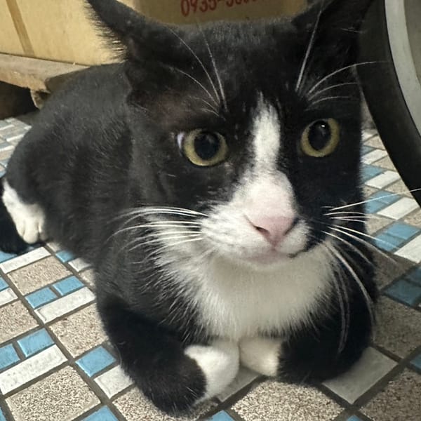 【急尋】混種貓 - 臺中市大甲區中山路一段908巷7-22號 (黑白色)