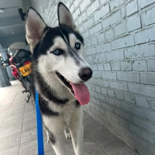 【急尋】哈士奇(西伯利亞雪橇犬) - 桃園市新屋區頭洲里鼎鐘路156號 (黑白色哈士奇)