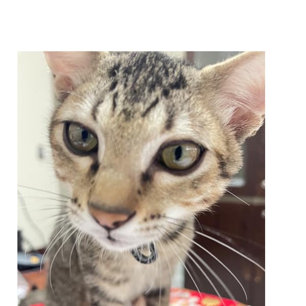 【急尋】混種貓 - 雲林縣斗六市府文路19-10號 (虎斑)