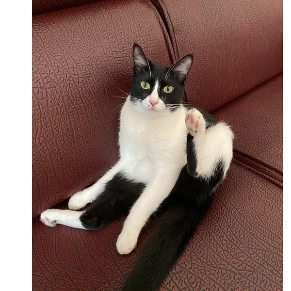 【急尋】混種貓 - 雲林縣麥寮鄉泰順路207巷4號 (黑白兩色)