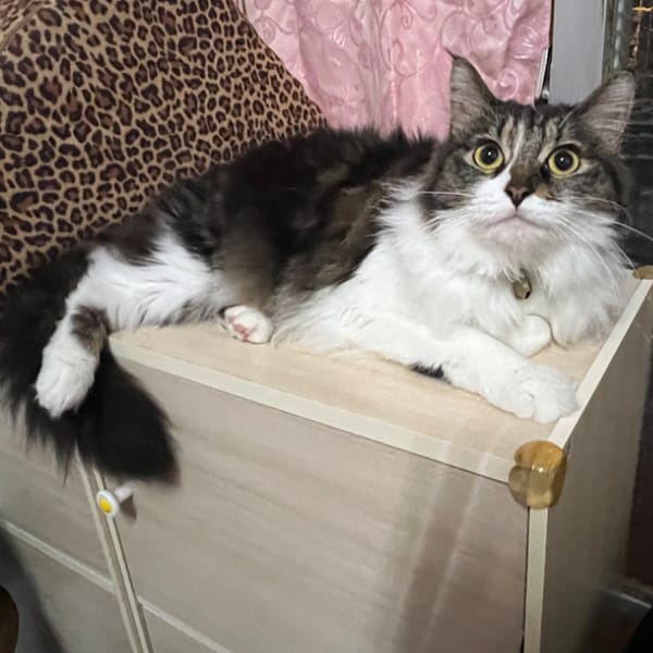 【急尋】混種貓 - 苗栗縣苗栗市大同里中山路835號 (長毛黑白混合)