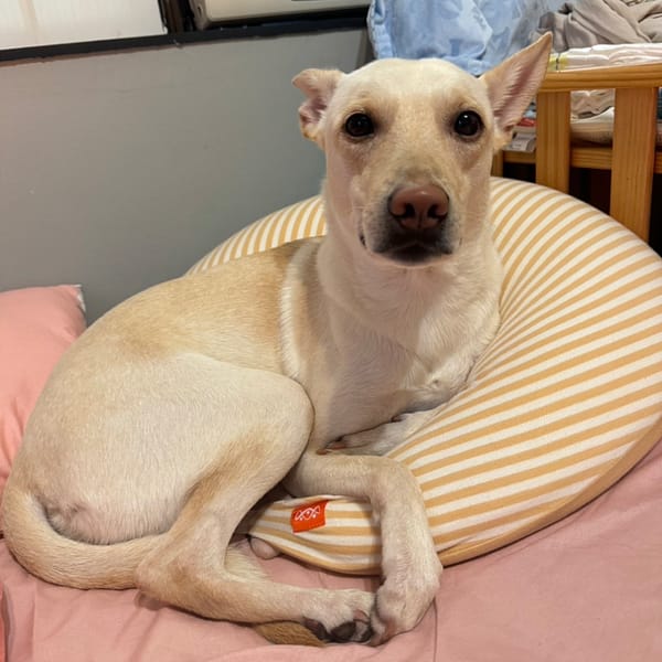 【急尋】混種犬 - 嘉義市東區蘭井街34-1號 (米白色)