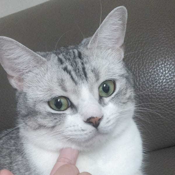 【急尋】美國短毛貓 - 臺南市楠西區東勢路155號 (銀白色)