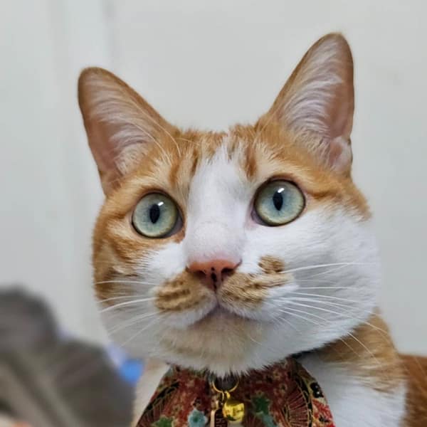 【急尋】混種貓 - 南投縣埔里鎮東興三街31號 (橘白)