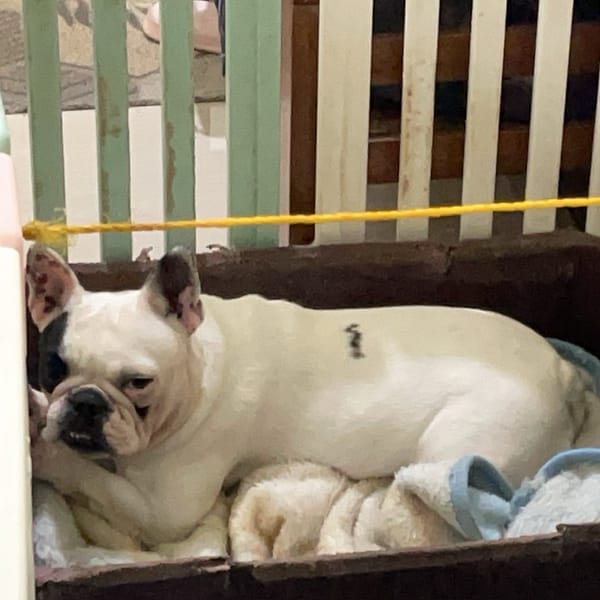 【急尋】法國鬥牛犬 - 桃園市大溪區美華里9鄰美山路2段一巷265號 (黑白)