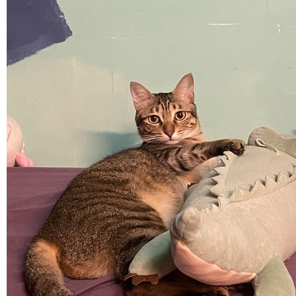 【急尋】混種貓 - 彰化縣大村鄉黃厝村山腳路48號 ()