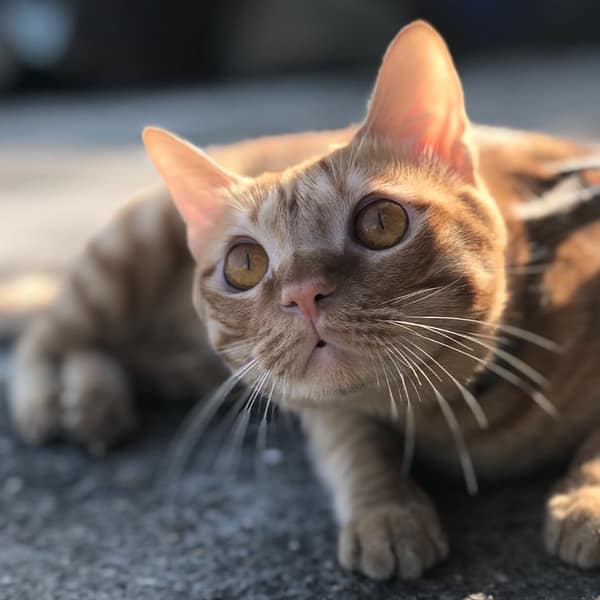 【急尋】混種貓 - 彰化縣線西鄉中華路291號 (橘黃色)