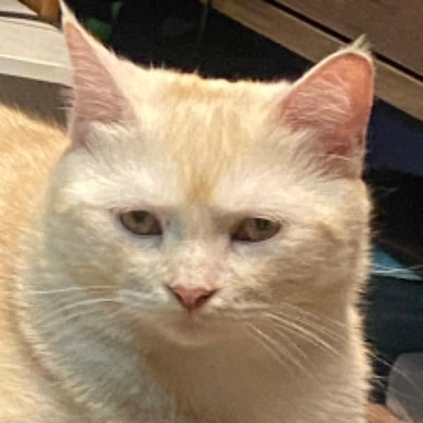 【急尋】混種貓 - 彰化縣大村鄉黃厝村山腳路48號 (米白)