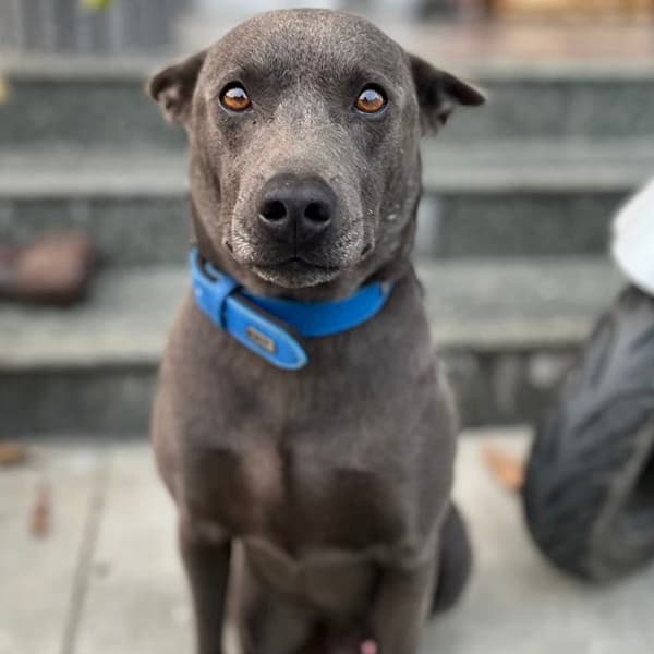 【急尋】混種犬 - 雲林縣斗六市江厝里部仔62號附近 (咖啡色)