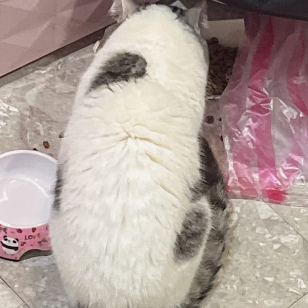 【急尋】曼赤肯貓 - 嘉義市西區漢口路136號 (白灰)