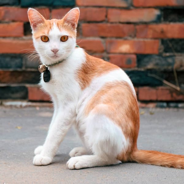 【急尋】混種貓 - 雲林縣虎尾鎮建國一村83_19號 (橘色)