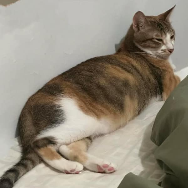 【急尋】混種貓 - 臺北市內湖區內湖路一段91巷24弄12號 (虎斑白（尾巴三花）)