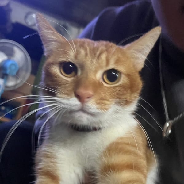 【急尋】混種貓 - 臺北市南港區成福路272號 (橘貓)